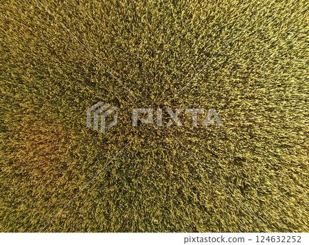 Ripening wheat. Green unripe wheat is a top view. Wheat field 124632252