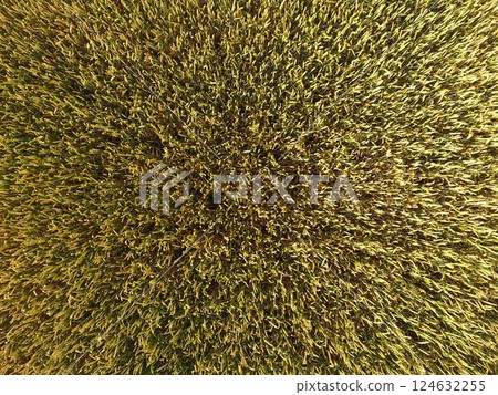 Ripening wheat. Green unripe wheat is a top view. Wheat field Ripening wheat. Green unripe wheat is a top view. Wheat field 124632255