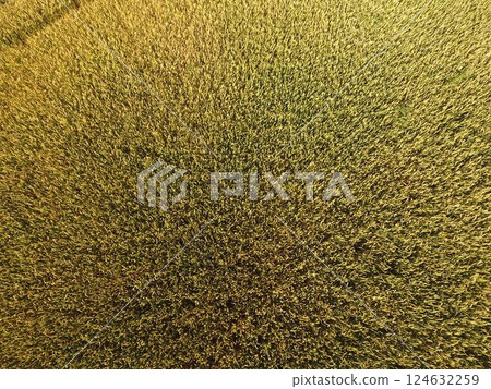 Ripening wheat. Green unripe wheat is a top view. Wheat field 124632259