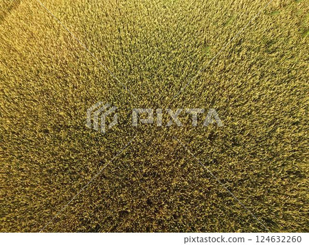 Ripening wheat. Green unripe wheat is a top view. Wheat field Ripening wheat. Green unripe wheat is a top view. Wheat field 124632260