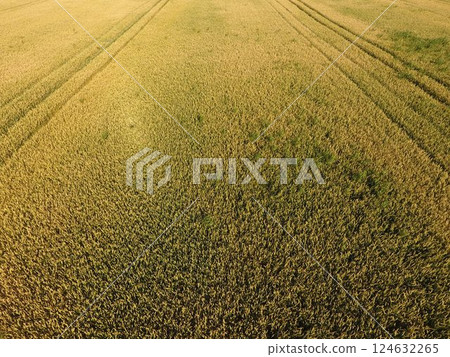 Ripening wheat. Green unripe wheat is a top view. Wheat field Ripening wheat. Green unripe wheat is a top view. Wheat field 124632265