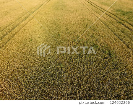 Ripening wheat. Green unripe wheat is a top view. Wheat field Ripening wheat. Green unripe wheat is a top view. Wheat field 124632266