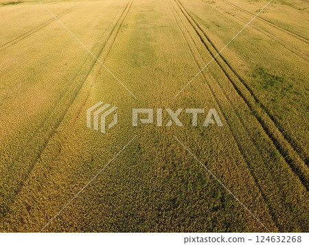 Ripening wheat. Green unripe wheat is a top view. Wheat field 124632268