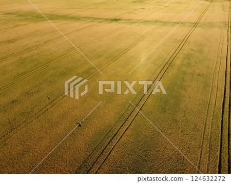 Ripening wheat. Green unripe wheat is a top view. Wheat field Ripening wheat. Green unripe wheat is a top view. Wheat field 124632272