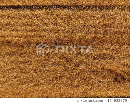 Ripe barley is a top view. The field of barley 124632279
