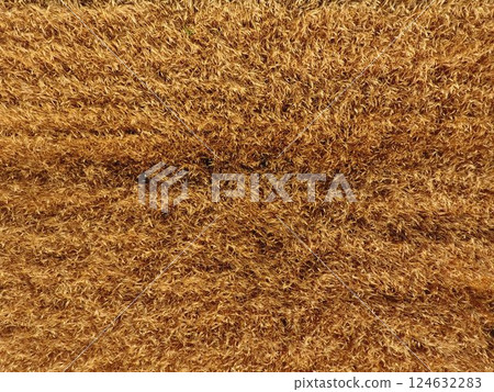 Ripe barley is a top view. The field of barley 124632283