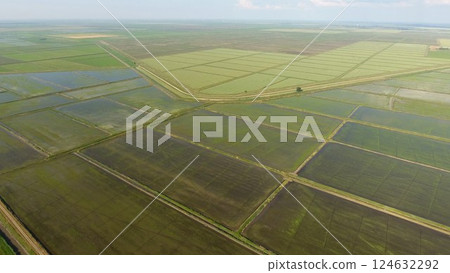 Growing rice on flooded fields. Ripe rice in the field, the beginning of harvesting. A birds-eye view. Growing rice on flooded fields. Ripe rice in the field, the beginning of harvesting. A birds-eye view. 124632292