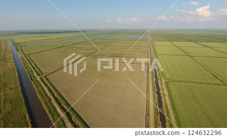 Growing rice on flooded fields. Ripe rice in the field, the beginning of harvesting. A birds-eye view. Growing rice on flooded fields. Ripe rice in the field, the beginning of harvesting. A birds-eye view. 124632296