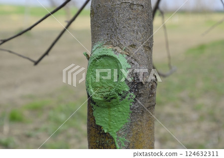 Apple trees in the garden, pruning apple trees Apple trees in the garden, pruning apple trees 124632311