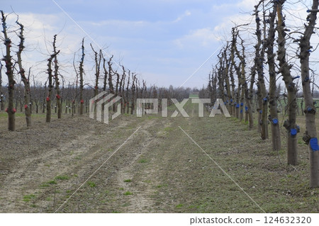 Apple trees in the garden, pruning apple trees Apple trees in the garden, pruning apple trees 124632320