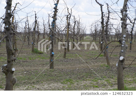 Apple trees in the garden, pruning apple trees Apple trees in the garden, pruning apple trees 124632323