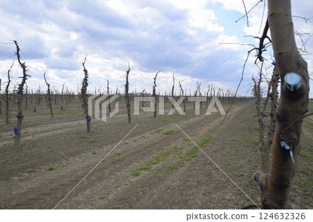 Apple trees in the garden, pruning apple trees 124632326