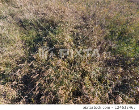 Reed beds in autumn top view. Reed beds in autumn top view. 124632463