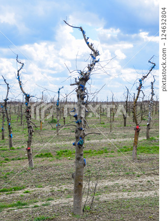 Apple trees in the garden, pruning apple trees 124632804