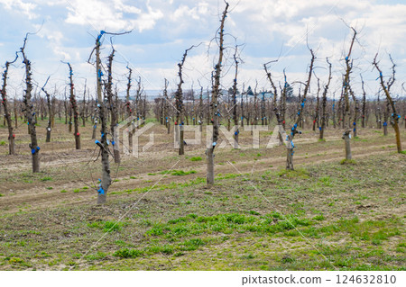 Apple trees in the garden, pruning apple trees 124632810