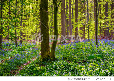 Blossoming lovely spring violet-blue forest flowers - common bluebells or hyacinthoides, Belgium 124633084