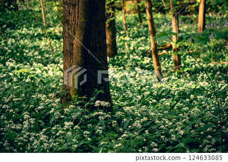Stunning spring beech forest scene with loads of flowering ramsons - wild garlic Stunning spring beech forest scene with loads of flowering ramsons - wild garlic 124633085