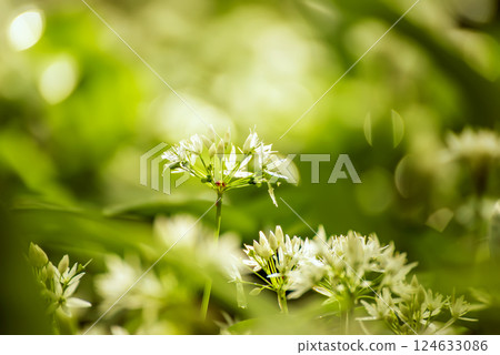 Wild garlic flowers growing in the spring forest. Ramson blossoms, seasonal background Wild garlic flowers growing in the spring forest. Ramson blossoms, seasonal background 124633086