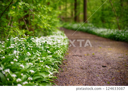 Stunning spring beech forest scene with loads of flowering ramsons - wild garlic Stunning spring beech forest scene with loads of flowering ramsons - wild garlic 124633087