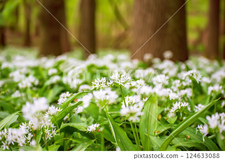 Wild garlic flowers growing in the spring forest. Ramson blossoms, seasonal background Wild garlic flowers growing in the spring forest. Ramson blossoms, seasonal background 124633088