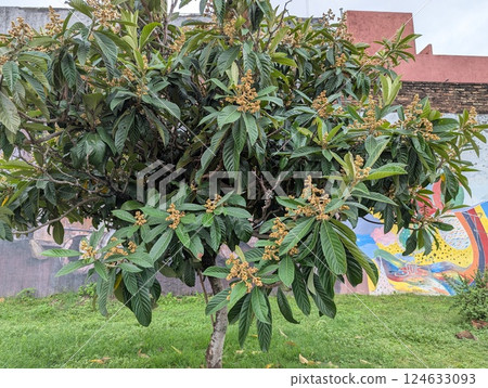Cordoba, Argentina - 03.26.2025: Eriobotrya japonica in city landscape design. A small evergreen tree or shrub of the subfamily Apple of the family Rosaceae 124633093