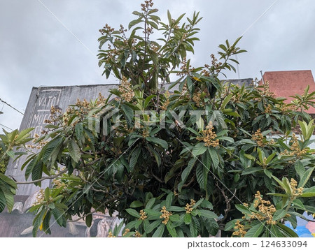 Cordoba, Argentina - 03.26.2025: Eriobotrya japonica in city landscape design. Small evergreen tree or shrub of the subfamily Apple of the family Rosaceae 124633094