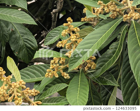 Close-up of branches of Eriobotrya japonica. Small evergreen tree or shrub of the subfamily Malaceae of the family Rosaceae 124633095