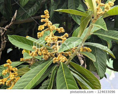 Close-up of branches of Eriobotrya japonica. A small evergreen tree or shrub of the subfamily Malaceae of the family Rosaceae 124633096
