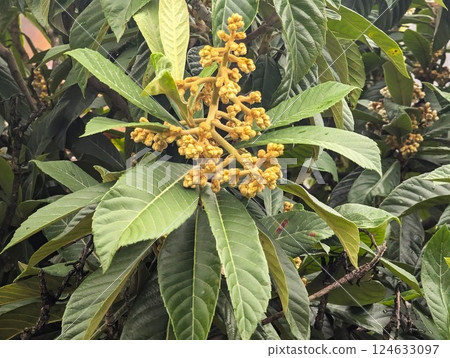Close-up of branches of Eriobotrya japonica. A small evergreen tree or shrub of the subfamily Malaceae of family Rosaceae 124633097