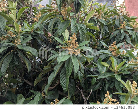 Close-up of branches of Eriobotrya japonica. A small evergreen tree or shrub of subfamily Malaceae of the family Rosaceae 124633098