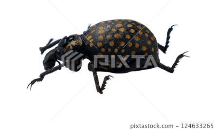 Brachycerus ornatus, a striking beetle, is showcased against a white background, emphasizing its unique black body adorned with vibrant yellow spots and its distinctive shape. Brachycerus ornatus, a striking beetle, is showcased against a white background, emphasizing its unique black body adorned with vibrant yellow spots and its distinctive shape. 124633265