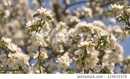 Twigs of flowering apple trees with Russian garden in the village. Sounds of birds and lively villages. 124633378
