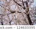 櫻花盛開 124633395