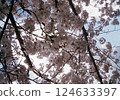 櫻花盛開 124633397