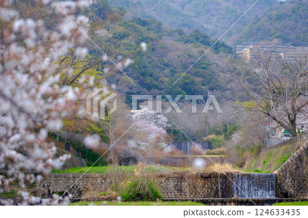 兵庫縣蘆屋市蘆屋川沿岸的櫻花盛開 124633435