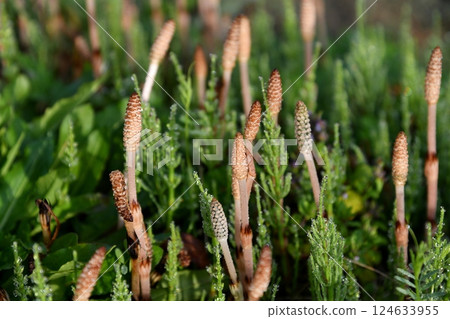 Tsukushi和Skuna 124633955