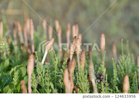 Tsukushi和Skuna 124633956