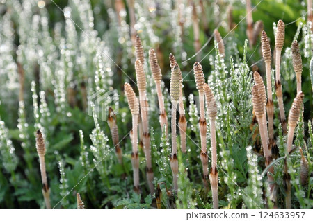 Tsukushi和Skuna Tsukushi和Skuna 124633957