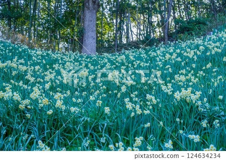 Scenery of daffodils in full bloom Scenery of daffodils in full bloom 124634234