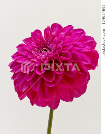 紅色大麗花花[大麗花] 124634692