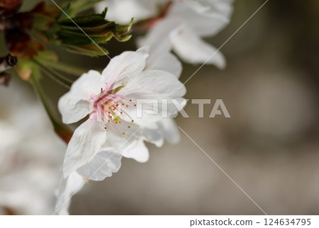 櫻花 124634795