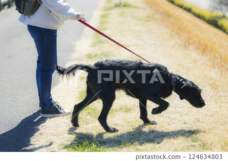 Man walking a dog Man walking a dog 124634803