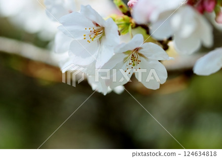 櫻花盛開 櫻花盛開 124634818