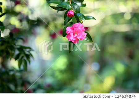 Cute camellia flower Cute camellia flower 124634874