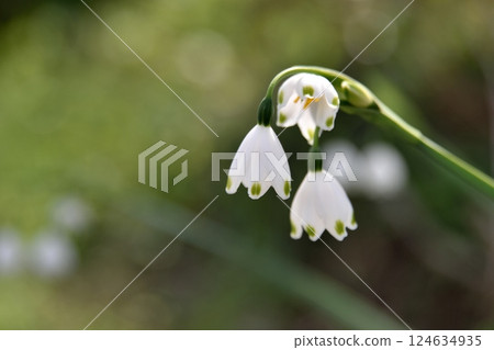 雪花花 124634935