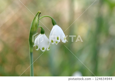 雪花花 124634944