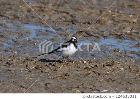 The Japanese Wagtail walking through the marsh The Japanese Wagtail walking through the marsh 124635031