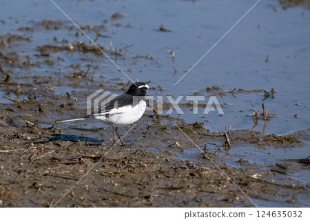 The Japanese Wagtail walking through the marsh 124635032