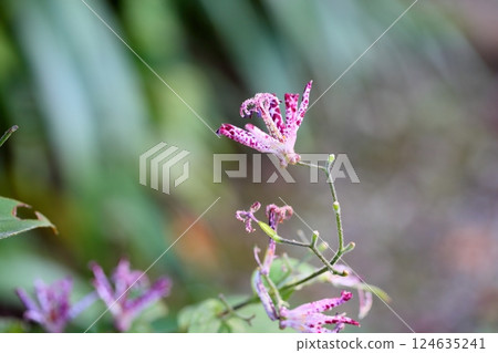 小杜鵑花,羽衣 小杜鵑花,羽衣 124635241