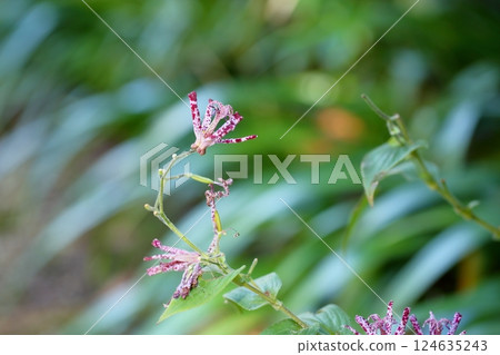 小杜鵑花，羽衣 124635243